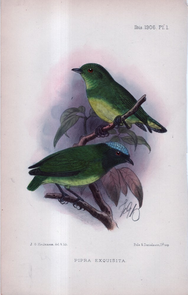 Item #33746 International Journal of Avian Science (IBIS). Plate I ONLY - Pipra Exquisita. J G. Keulemans.