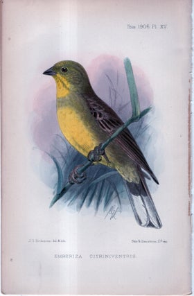 Item #33747 International Journal of Avian Science (IBIS). Plate XV ONLY - Emberiza...