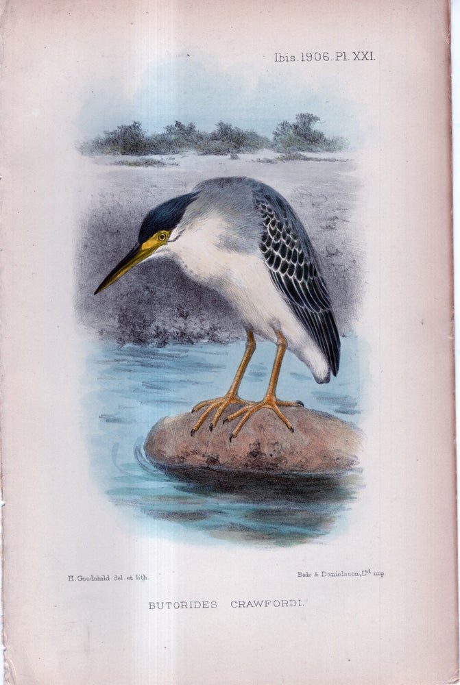 Item #33748 International Journal of Avian Science (IBIS). Plate XXI ONLY - Butorides Crawfordi (heron). J G. Keulemans.