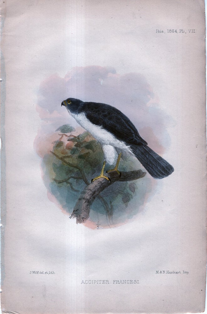 Item #33749 International Journal of Avian Science (IBIS). Plate VII ONLY - Accipiter Francesi (hawk). J G. Keulemans.