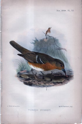 Item #33750 International Journal of Avian Science (IBIS). Plate IX ONLY - Turdus Gurneyi...