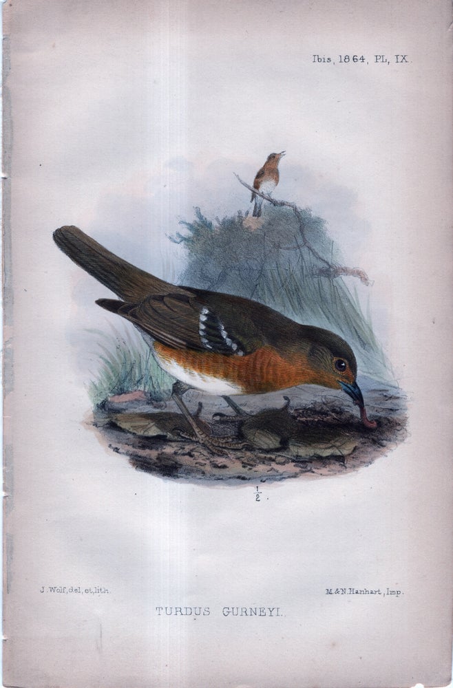 Item #33750 International Journal of Avian Science (IBIS). Plate IX ONLY - Turdus Gurneyi (Thrush). J G. Keulemans.
