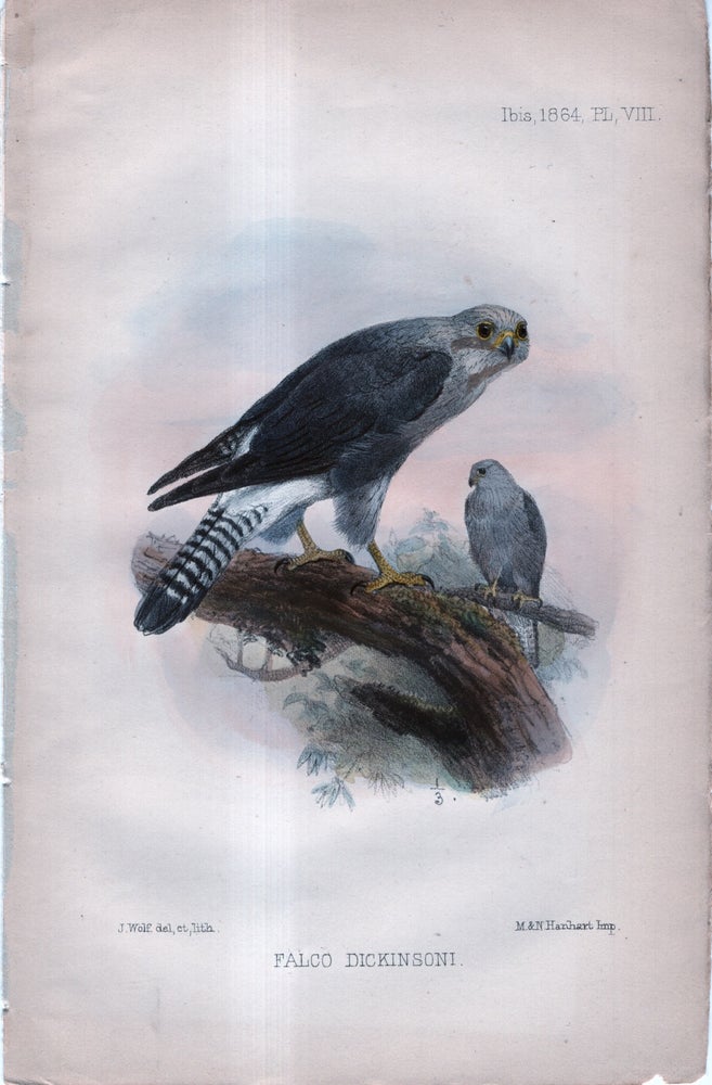 Item #33751 International Journal of Avian Science (IBIS). Plate VIII ONLY - Falco Dickinsoni (kestrel). J G. Keulemans.
