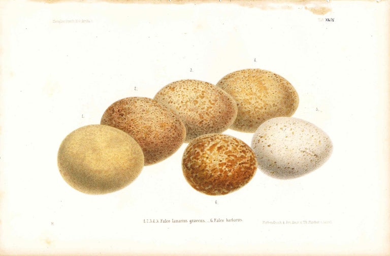 Item #34337 Egg print - Includes 6 eggs (Plate XLIV ONLY) from Ornithologie Nordost-Afrika's. M. Th. von Heuglin, Friedrich Hermann Otto Finsch, Martin Theodor von.