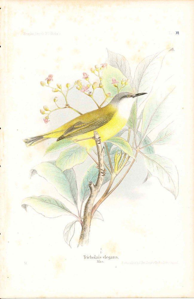 Item #34339 Bird print - Tricholais elegans (Plate XI ONLY) from Ornithologie Nordost-Afrika's. M. Th. von Heuglin, Friedrich Hermann Otto Finsch, Martin Theodor von.
