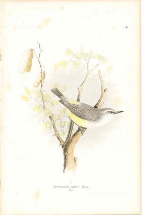 Item #34340 Bird print - Eremomela griseo - flava (Plate XII ONLY) from Ornithologie...