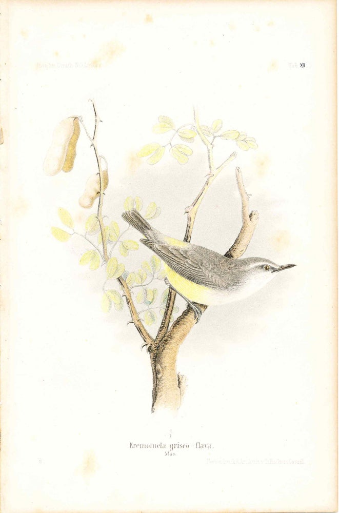 Item #34340 Bird print - Eremomela griseo - flava (Plate XII ONLY) from Ornithologie Nordost-Afrika's. M. Th. von Heuglin, Friedrich Hermann Otto Finsch, Martin Theodor von.