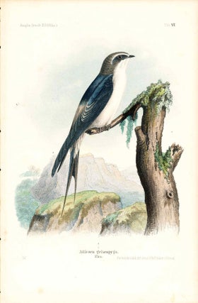 Item #34341 Bird print - Atticora griseopyga (Plate VI ONLY) from Ornithologie...