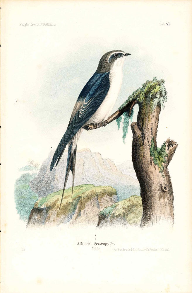 Item #34341 Bird print - Atticora griseopyga (Plate VI ONLY) from Ornithologie Nordost-Afrika's. M. Th. von Heuglin, Friedrich Hermann Otto Finsch, Martin Theodor von.