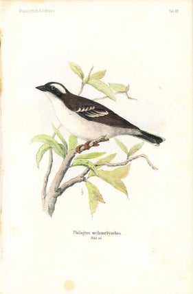Item #34343 Bird print - Philagrus melanorhynuchus (Plate XXI ONLY) from Ornithologie...