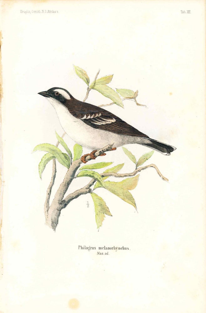 Item #34343 Bird print - Philagrus melanorhynuchus (Plate XXI ONLY) from Ornithologie Nordost-Afrika's. M. Th. von Heuglin, Friedrich Hermann Otto Finsch, Martin Theodor von.