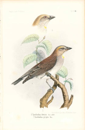 Item #34344 Bird print - Xanthodina denta and pyrigita (Plate XXVI ONLY) from Ornithologie...
