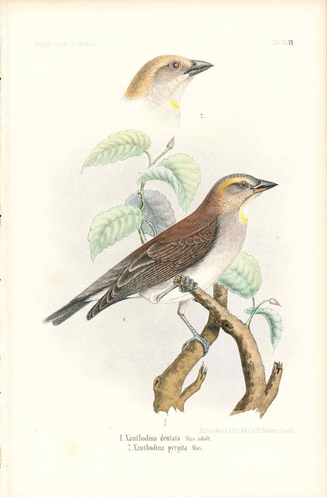 Item #34344 Bird print - Xanthodina denta and pyrigita (Plate XXVI ONLY) from Ornithologie Nordost-Afrika's. M. Th. von Heuglin, Friedrich Hermann Otto Finsch, Martin Theodor von.