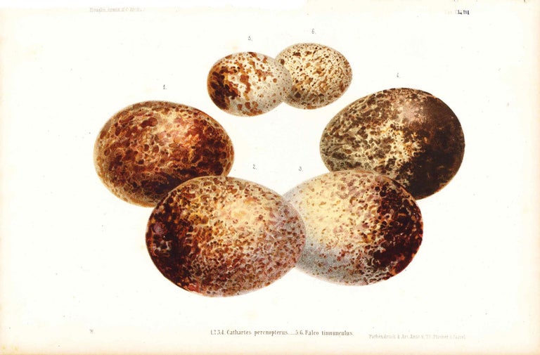 Item #34345 Egg print - Includes 6 eggs - Cathartes perenopterus / Falco tinnunculus (Plate XLIII? ONLY) from Ornithologie Nordost-Afrika's. M. Th. von Heuglin, Friedrich Hermann Otto Finsch, Martin Theodor von.