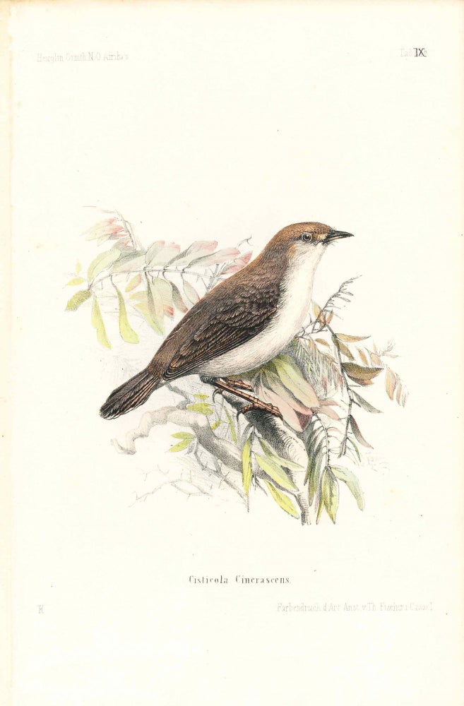 Item #34346 Bird print - Cisticola Cineraseens (Plate IX ONLY) from Ornithologie Nordost-Afrika's. M. Th. von Heuglin, Friedrich Hermann Otto Finsch, Martin Theodor von.