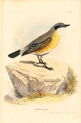 Item #34347 Bird print - Saxicola frenata (Plate XIII ONLY) from Ornithologie...