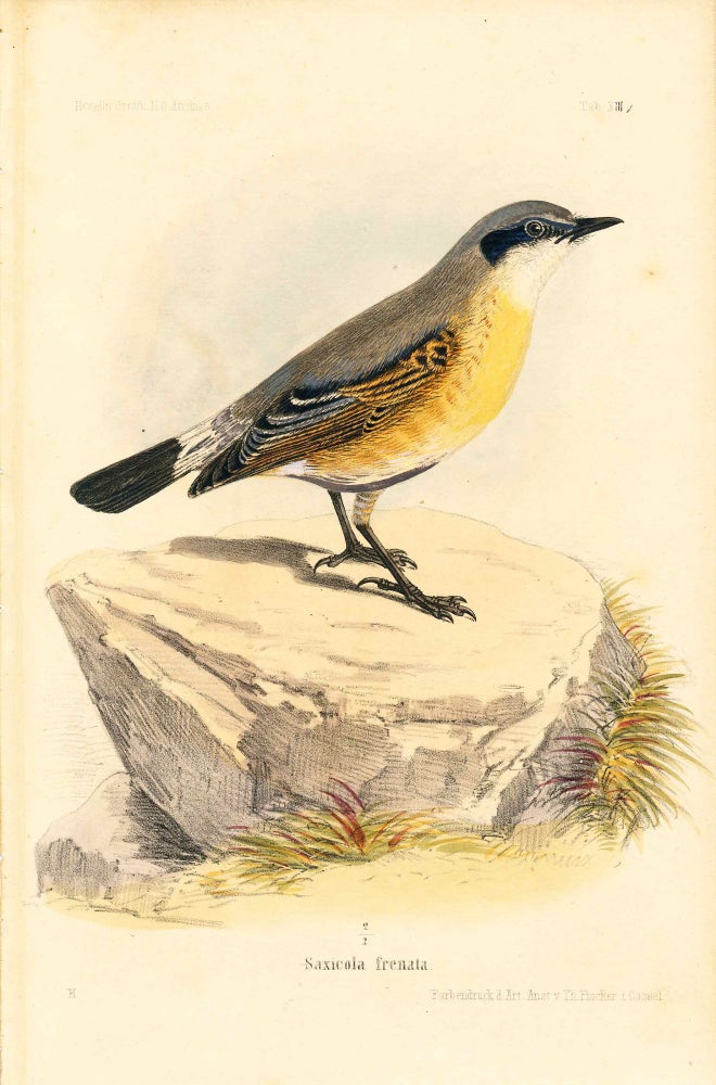 Item #34347 Bird print - Saxicola frenata (Plate XIII ONLY) from Ornithologie Nordost-Afrika's. M. Th. von Heuglin, Friedrich Hermann Otto Finsch, Martin Theodor von.