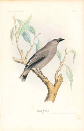 Item #34348 Bird print - Nigrita Arnaudi (Plate XX ONLY) from Ornithologie Nordost-Afrika's....