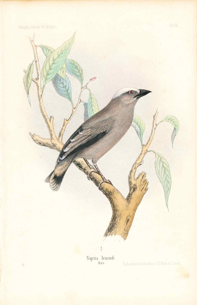 Item #34348 Bird print - Nigrita Arnaudi (Plate XX ONLY) from Ornithologie Nordost-Afrika's. M. Th. von Heuglin, Friedrich Hermann Otto Finsch, Martin Theodor von.