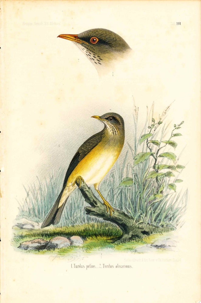 Item #34349 Bird print - Turdus pelios and olivacinus (Plate XVI ONLY) from Ornithologie Nordost-Afrika's. M. Th. von Heuglin, Friedrich Hermann Otto Finsch, Martin Theodor von.