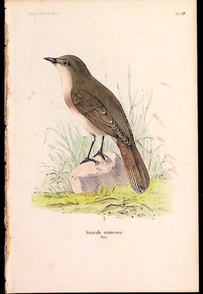 Item #34351 Bird print - Saxicola scotocerca (Plate XIV ONLY) from Ornithologie Nordost-Afrika's....