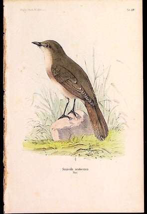 Item #34351 Bird print - Saxicola scotocerca (Plate XIV ONLY) from Ornithologie...