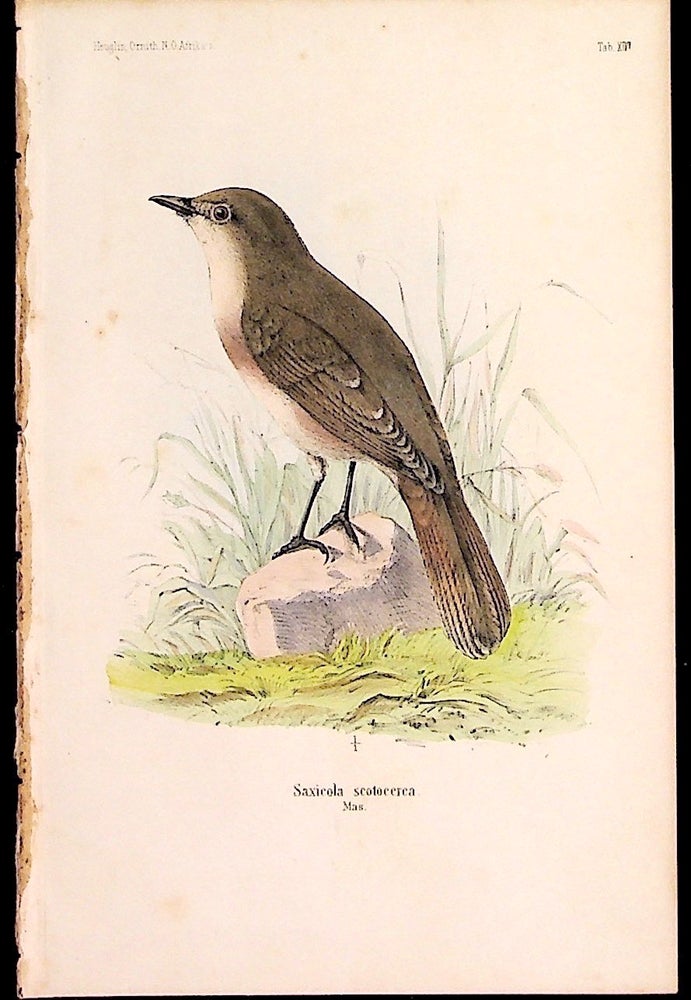 Item #34351 Bird print - Saxicola scotocerca (Plate XIV ONLY) from Ornithologie Nordost-Afrika's. M. Th. von Heuglin, Friedrich Hermann Otto Finsch, Martin Theodor von.
