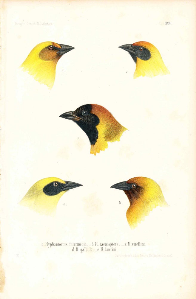 Item #34352 Bird print - Hyphantornis intermedia ... (Plate XXIII ONLY) from Ornithologie Nordost-Afrika's. M. Th. von Heuglin, Friedrich Hermann Otto Finsch, Martin Theodor von.
