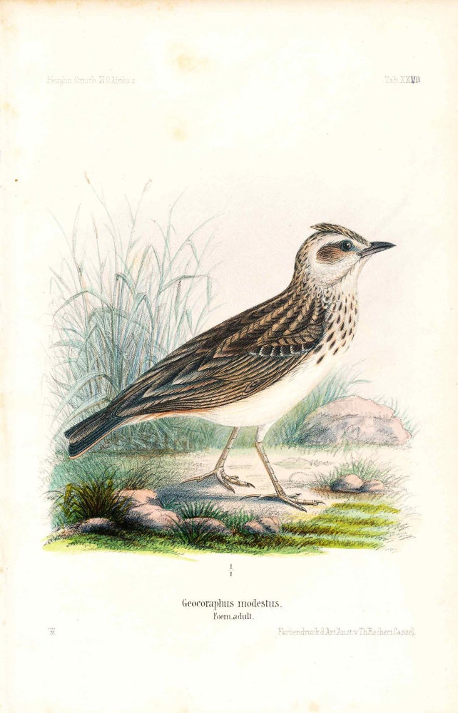 Item #34353 Bird print - Geocoraphus modestus (Plate XXVII ONLY) from Ornithologie Nordost-Afrika's. M. Th. von Heuglin, Friedrich Hermann Otto Finsch, Martin Theodor von.