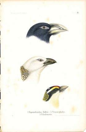 Item #34355 Bird print - Pogoniorhynchus Rolletii, P. leucocephalus, and P. diadematus (Plate...