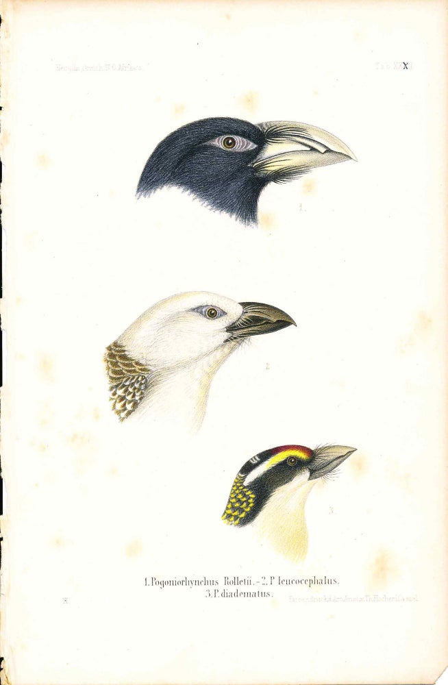 Item #34355 Bird print - Pogoniorhynchus Rolletii, P. leucocephalus, and P. diadematus (Plate XXXII ONLY) from Ornithologie Nordost-Afrika's. M. Th. von Heuglin, Friedrich Hermann Otto Finsch, Martin Theodor von.
