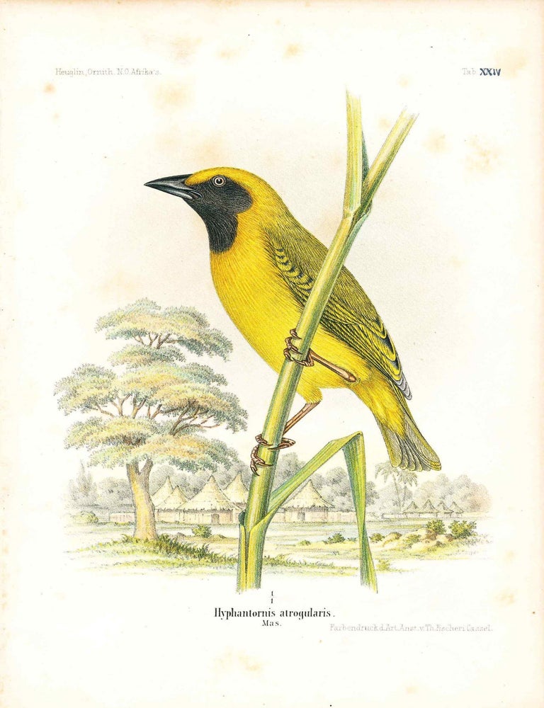 Item #34356 Bird print - Hyphantornis atrogularis (Plate XXIV ONLY) from Ornithologie Nordost-Afrika's. M. Th. von Heuglin, Friedrich Hermann Otto Finsch, Martin Theodor von.