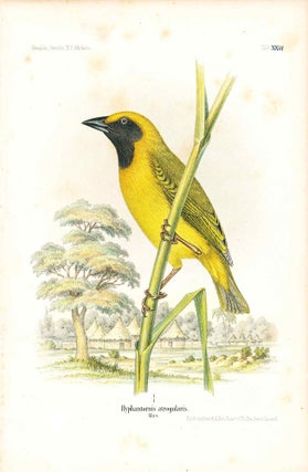 Item #34356 Bird print - Hyphantornis atrogularis (Plate XXIV ONLY) from Ornithologie...