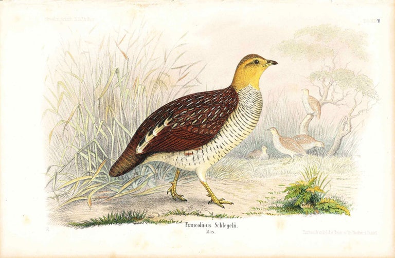 Item #34357 Bird print - Francolinus Schlegelii (Plate XXXV ONLY) from Ornithologie Nordost-Afrika's. M. Th. von Heuglin, Friedrich Hermann Otto Finsch, Martin Theodor von.
