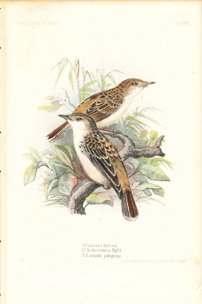 Item #34358 Bird print - Cisticola Ayresii, (C. habessinica), C. jodopygia (Plate VIII ONLY) from Ornithologie Nordost-Afrika's. M. Th. von Heuglin, Friedrich Hermann Otto Finsch, Martin Theodor von.