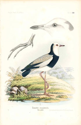 Item #34359 Bird print - Limnetes crassirostris (Plate XXXVIII ONLY) from Ornithologie...