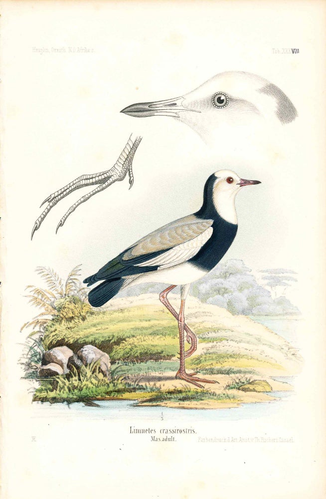 Item #34359 Bird print - Limnetes crassirostris (Plate XXXVIII ONLY) from Ornithologie Nordost-Afrika's. M. Th. von Heuglin, Friedrich Hermann Otto Finsch, Martin Theodor von.