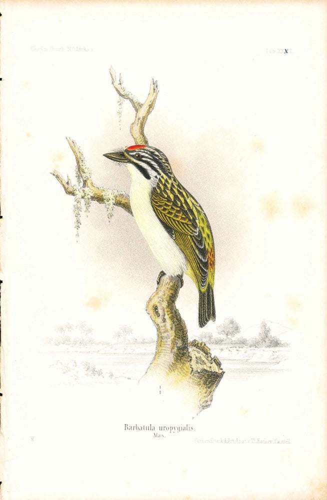 Item #34360 Bird print - Barbatula uropygialis (Plate XXXIII ONLY) from Ornithologie Nordost-Afrika's. M. Th. von Heuglin, Friedrich Hermann Otto Finsch, Martin Theodor von.