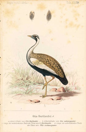 Item #34361 Bird print - Otis Hartlaubii (Plate XXXVII ONLY) from Ornithologie...