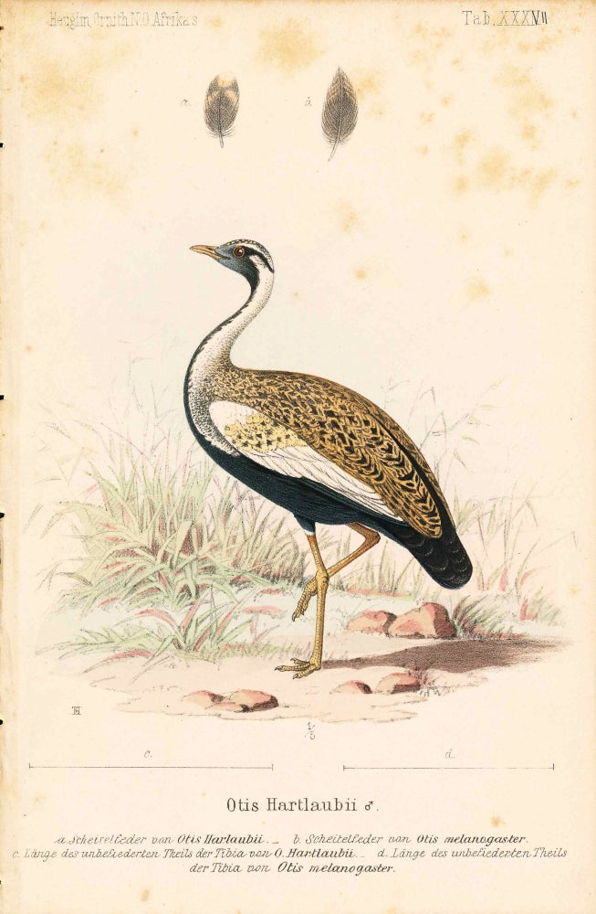 Item #34361 Bird print - Otis Hartlaubii (Plate XXXVII ONLY) from Ornithologie Nordost-Afrika's. M. Th. von Heuglin, Friedrich Hermann Otto Finsch, Martin Theodor von.