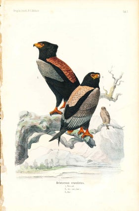 Item #34362 Bird print - Helotarsus ecaudatus (Plate II ONLY) from Ornithologie Nordost-Afrika's....