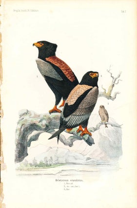 Item #34362 Bird print - Helotarsus ecaudatus (Plate II ONLY) from Ornithologie...