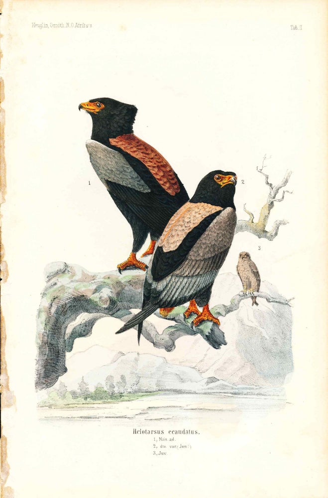 Item #34362 Bird print - Helotarsus ecaudatus (Plate II ONLY) from Ornithologie Nordost-Afrika's. M. Th. von Heuglin, Friedrich Hermann Otto Finsch, Martin Theodor von.