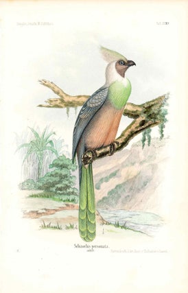 Item #34363 Bird print - Schizorhis personata (Plate XXX ONLY) from Ornithologie...