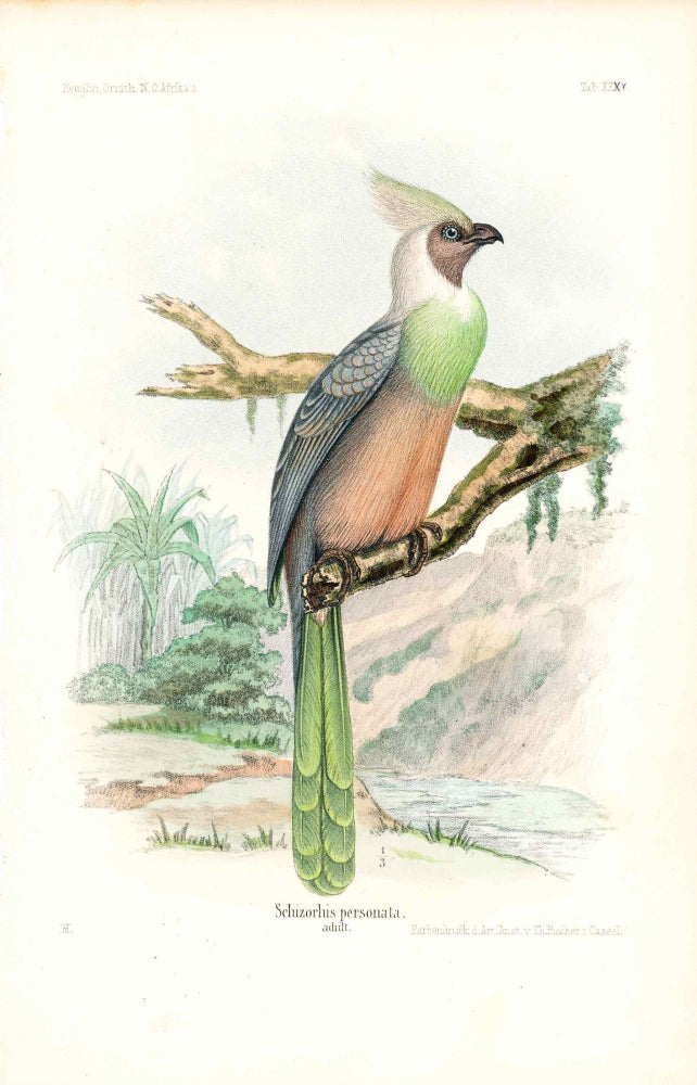 Item #34363 Bird print - Schizorhis personata (Plate XXX ONLY) from Ornithologie Nordost-Afrika's. M. Th. von Heuglin, Friedrich Hermann Otto Finsch, Martin Theodor von.