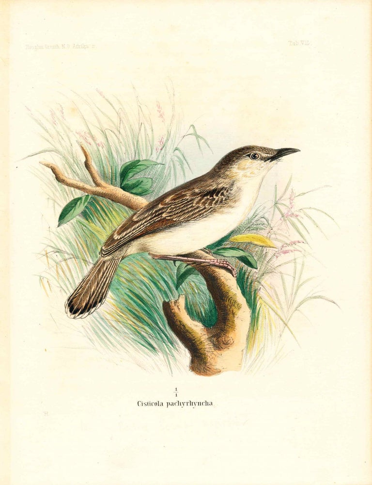 Item #34365 Bird print - Cisticola pachyrhyncha (Plate VII ONLY) from Ornithologie Nordost-Afrika's. M. Th. von Heuglin, Friedrich Hermann Otto Finsch, Martin Theodor von.