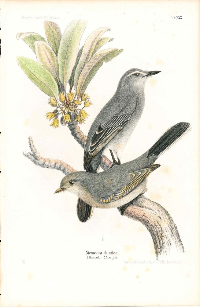 Item #34366 Bird print - Stenostira plumbea (Plate XIX ONLY) from Ornithologie Nordost-Afrika's. M. Th. von Heuglin, Friedrich Hermann Otto Finsch, Martin Theodor von.