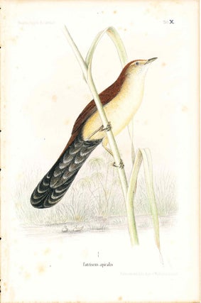 Item #34367 Bird print - Catriscus apicalis (Plate X ONLY) from Ornithologie Nordost-Afrika's. M....