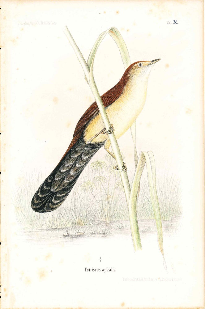 Item #34367 Bird print - Catriscus apicalis (Plate X ONLY) from Ornithologie Nordost-Afrika's. M. Th. von Heuglin, Friedrich Hermann Otto Finsch, Martin Theodor von.
