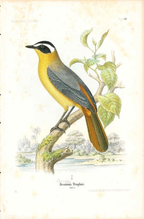 Item #34368 Bird print - Bessorms Heuglinii (Plate XV ONLY) from Ornithologie...